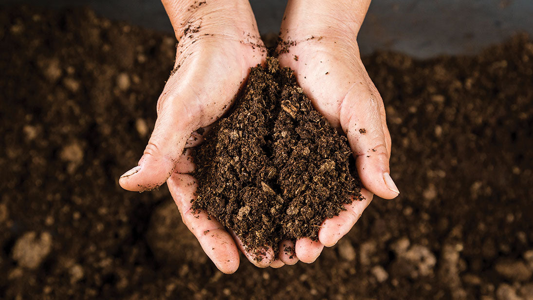 top view of cupped hands holding peat